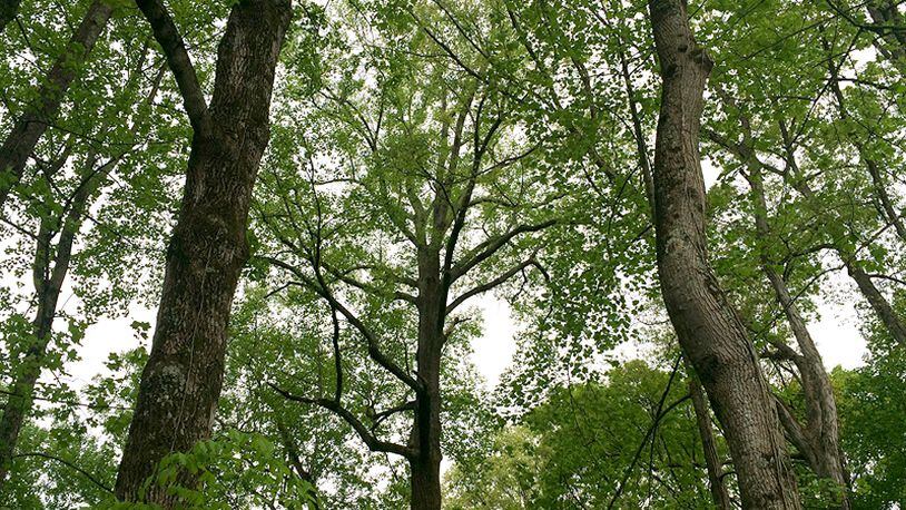 Trees Atlanta will plant as many as 1,000 new trees in Sandy Springs under a five-year continuation of the “NeighborWoods” project. AJC FILE