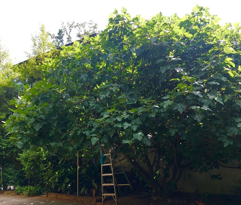 Lynn Ford’s fig tree has grown tall in her Buckhead yard and yields a bounty of fruit in July and August. CONTRIBUTED BY LYNN FORD