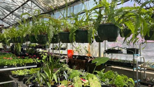 Baskets of ferns and trays of other plants grown by the North Fulton Master Gardeners are among thousands ready for sale at the annual Garden Faire, April 20 at Wills Park in Alpharetta.
