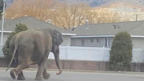 This image provided by Matayah Utrayle-Shaylene Smith shows an escaped elephant crossing the road in Butte, Mont., on Tuesday, April 17, 2024. The sound of a vehicle backfiring spooked a circus elephant while she was getting a pre-show bath leading the pachyderm to break through a fence and take a brief walk, stopping noontime traffic on the city's busiest street before before being loaded back into a trailer. (Matayah Utrayle-Shaylene Smith via AP)