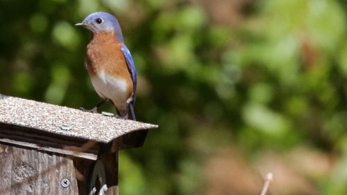 Master Birder Rose Guerra will conduct a class titled "Birding for Beginners" on May 21. (Courtesy of the Dunwoody Nature Center)