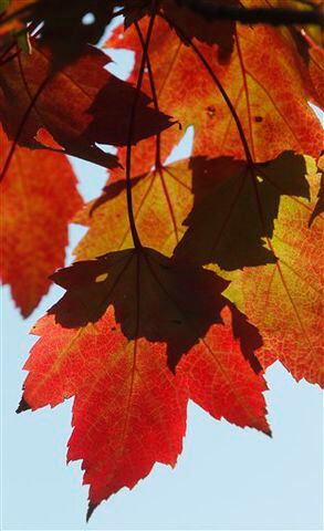 Fall colors - Greensboro, Vt.