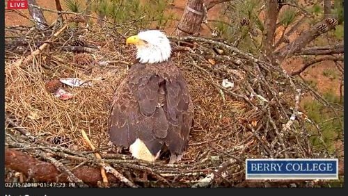 Mama Eagle keeps the B6 eaglet warm in her nest at Berry College. (Credit: Berry College)