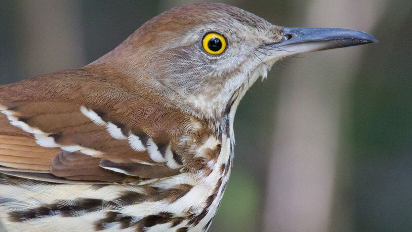 The brown thrasher, whose vocal repertoire may rival that of the mockingbird, is Georgia’s official state bird. However, changing conditions predicted under climate change may ultimately force the bird to leave Georgia. DAN PANCAMO/CREATIVE COMMONS