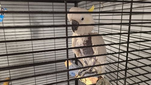 An elderly retired cockatoo named Cookie at the Atlanta Film Animals facility in Georgia. PETA claims the bird, which has plucked its feathers due to anxiety, hasn't been kept in a suitable environment. The company denies this, noting it provides a rotation of enrichment activities and explaining her condition is chronic. COURTESY OF PETA