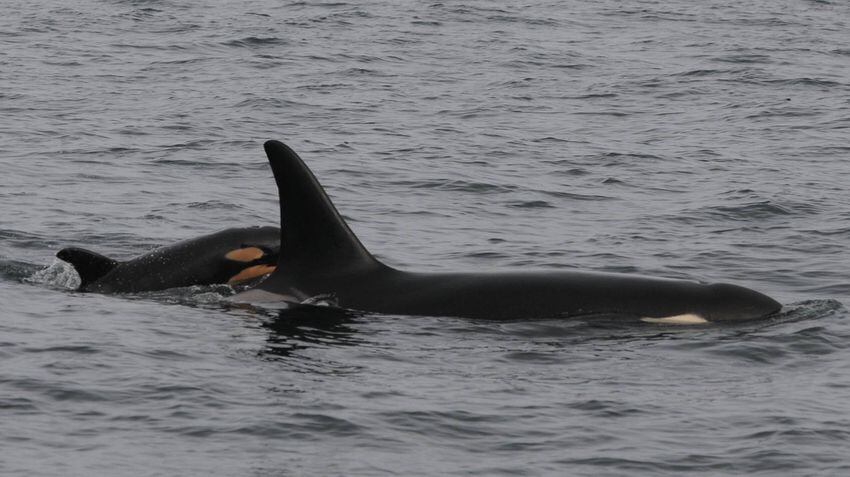 Baby orca born to endangered L pod
