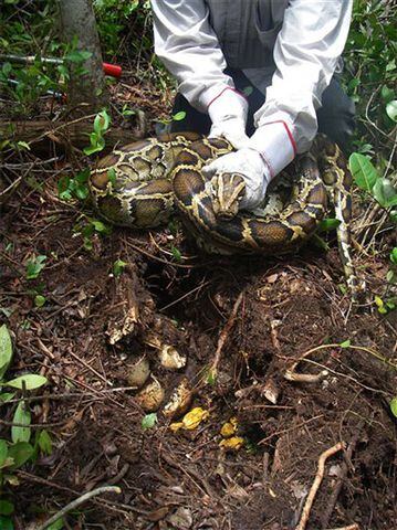A researcher holds a Burmese python near her nest in Everglades National Park, Fla.