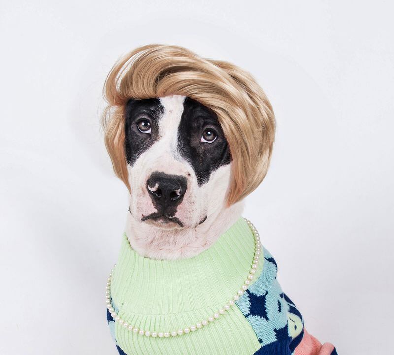 This Hillary Clinton look-a-like is available for adoption. Photo provided by LifeLine Animal Project