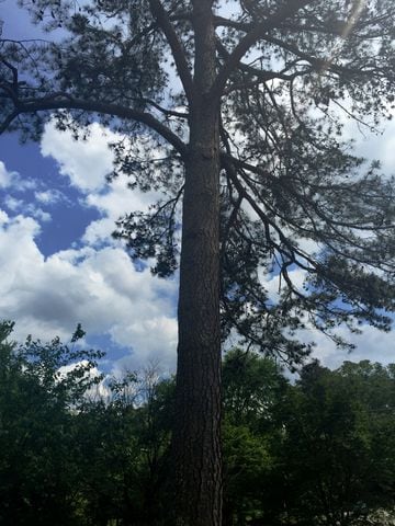 Decatur Loblolly Pine