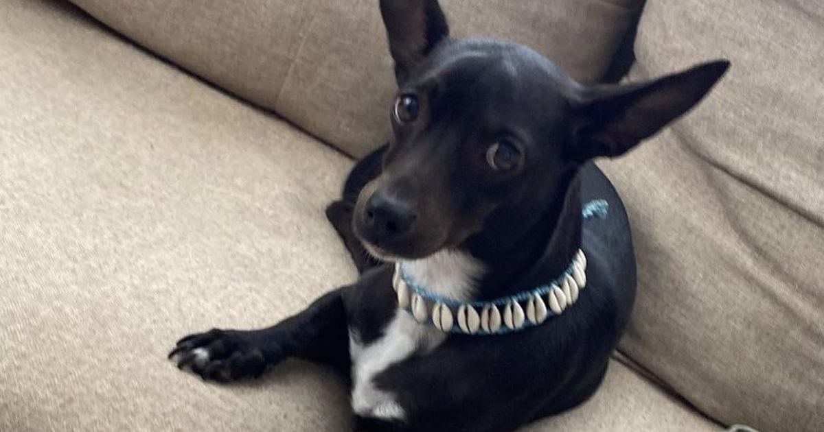 Delta Airlines looking for dog lost at Atlanta airport in August