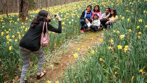 Shraddha Chandwadkar uses the daffodils as a backdrop for a family photo at the 5th Annual Daffodil Festival at Gibbs Gardens in Ball Ground, Ga. on Saturday March 19, 2016. STEVE SCHAEFER / SPECIAL TO THE AJC