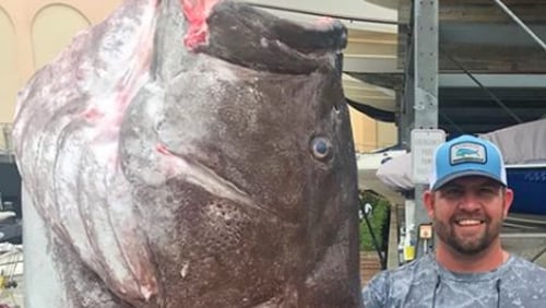 A 350-pound Warsaw grouper reportedly was caught in late December off the Florida coast.