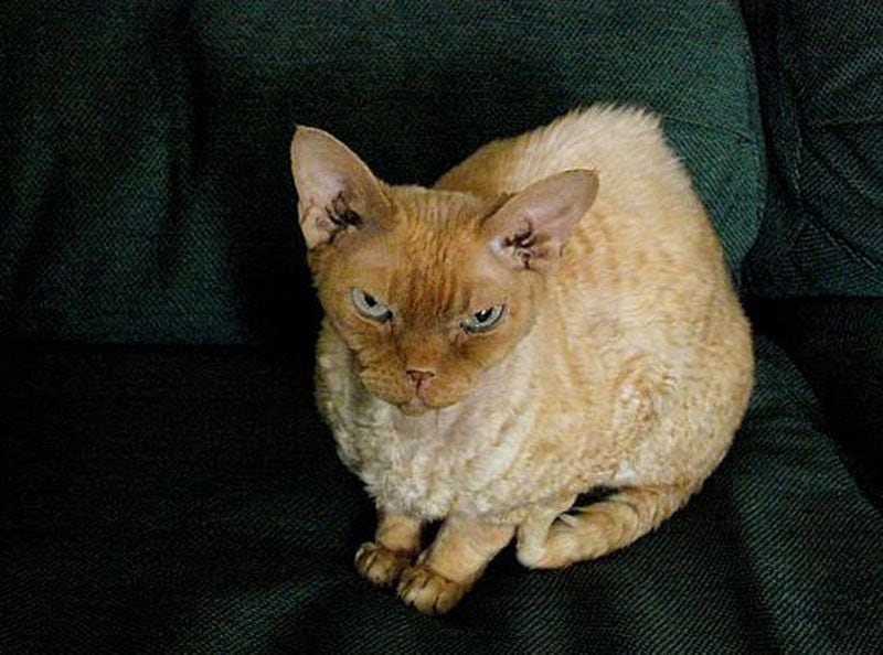 While no breed is genuinely hypoallergenic, some allergy sufferers do better with a Devon Rex cat than they do with other breeds.