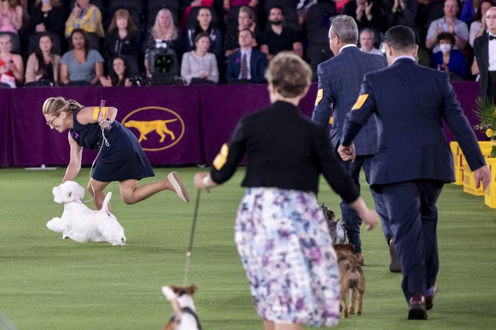 Boy, a West Highland white terrier, wins the terrier group at the Westminster Kennel Club Dog Show, held at the Lyndhurst Mansion in Tarrytown, N.Y., on Sunday, June 13, 2021. (Karsten Moran/The New York Times)