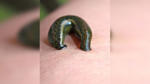 A leech, similar to a new species discovered by a team of international researchers. The new worm has three jaws which contain up to 59 teeth each. A leech can suck two to five times its body weight in blood.