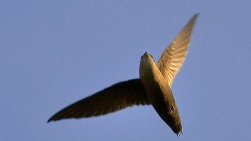 The chimney swift, like the one shown here, has been selected as the Atlanta Audubon Society’s “focal species” for 2019-20, meaning that the bird will be a main target of the society’s conservation efforts. JIM MCCULLOCH/CREATIVE COMMONS