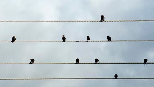 When birds perch on wires, researchers say, they act “a lot a lot like people standing in a movie line.” http://www.freeimages.co.uk