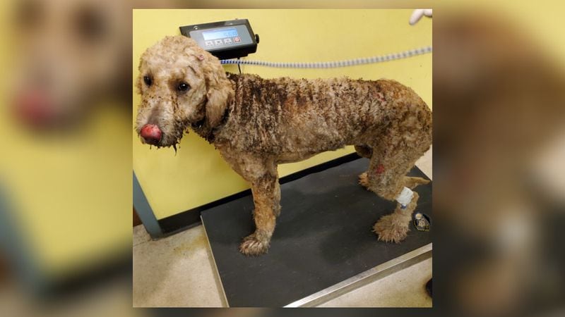 This is a photo of the dog who was burned in DeKalb County and survived. Witnesses said they found the dog near Glenwood Road on Sunday morning.