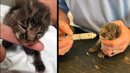 A bobcat kitten was turned into an Orlando Fire Department station.