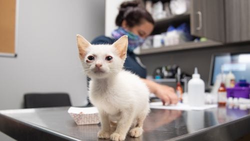 All of the kittens need veterinary care and foster homes, officials said.