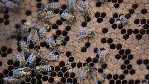 Honey bees buzz about on a hive frame at Half Mad Honey's apiary. (Jose F. Moreno/The Philadelphia Inquirer/TNS)