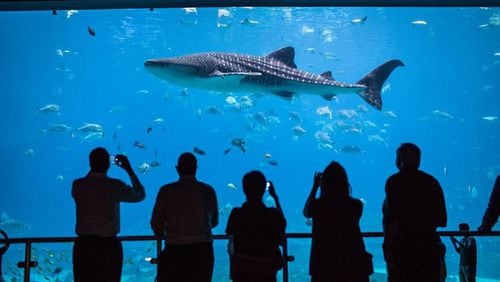 Aquarium visitors photograph a passing shark