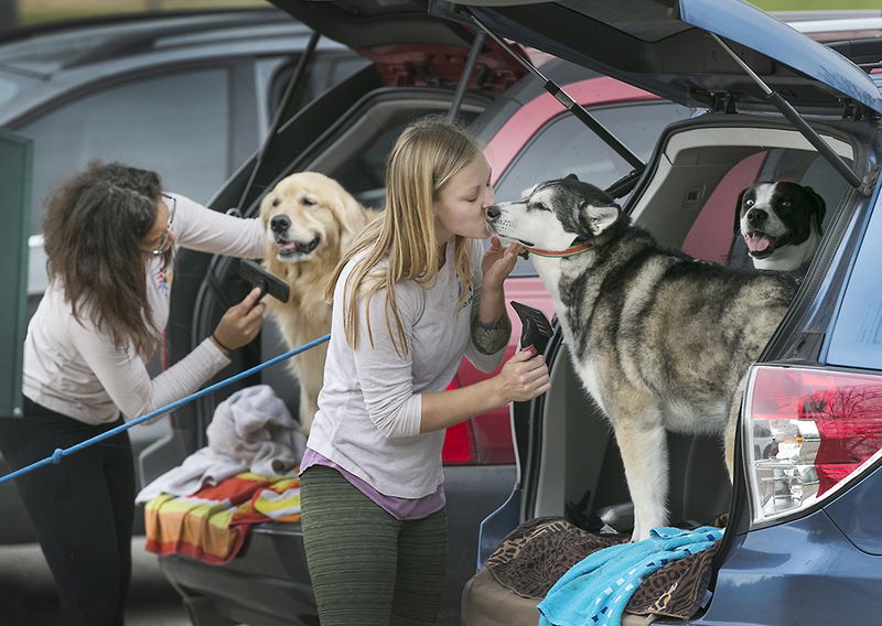 Emily Howard, right, gives Ruca a kiss on the snout as she cleans her after a play day in the park with friend Georgia, left, being pruned by Corlean Reed. RALPH BARRERA / AMERICAN-STATESMANSTATESMAN
