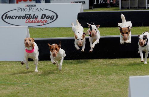 Purina Dog Challenge at Centennial Olympic Park