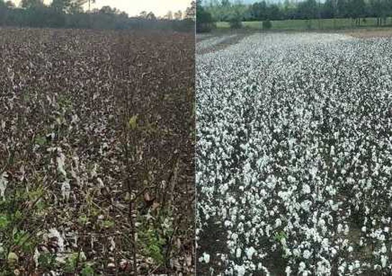 Cotton shown after Hurricane Michael pummeled South Georgia and before.
