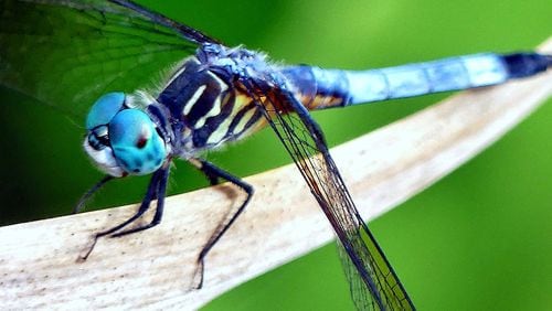 A dragonfly’s huge eyes, likes those of the blue dasher shown here, occupy nearly all of its head — one of the differences between dragonflies and damselflies, which have smaller eyes with a gap between them. CHARLES SEABROOK
