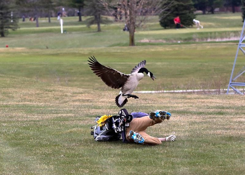 A goose attacks golfer Isaac Couling of Concord High School during the Madison Tournament on Saturday, April 21, 2018, at Wolf Creek Golf Course in Adrian, Mich.