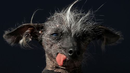 A Chinese Crested dog named Chase looks on during the 2017 World's Ugliest Dog contest at the Sonoma-Marin Fair on June 23, 2017 in Petaluma, California. Martha, a Neapolitan Mastiff, became the World's Ugliest Dog during the Sonoma-Marin Fair.