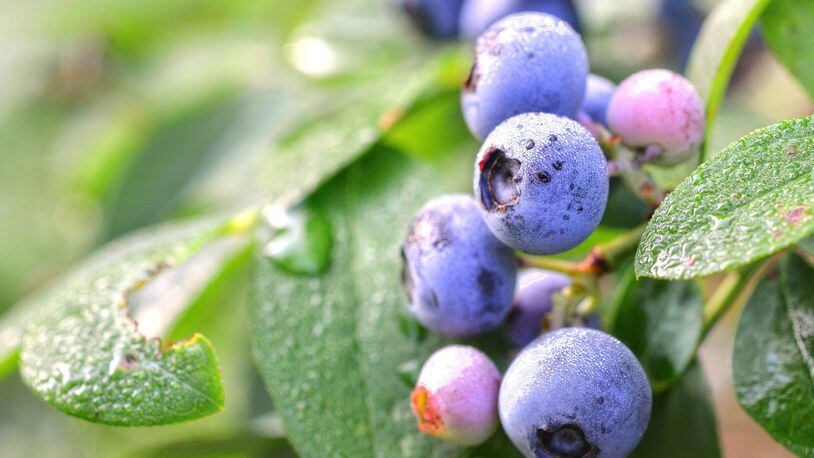 Georgia is the No. 1 state in blueberry production. Photo: Chris Hunt Photography