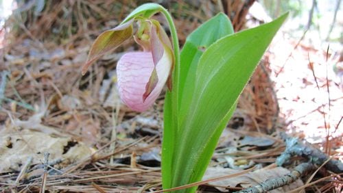 Pink lady's slipper is a beautiful native orchid, but it requires special bacteria in the soil to thrive. Transplanting one usually ends in failure. (Walter Reeves for The Atlanta Journal-Constitution)