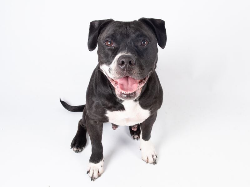 Sparrow is the podcast's adoptable pet of the week for April 21.