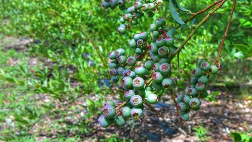 These blueberries are starting to ripen (and turn blue) at Hemi Blueberry Farm in Greensboro. Chris Hunt for The AJC