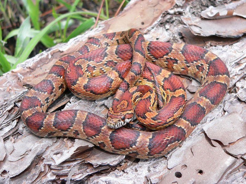 A corn snake might look exotic, but it doesn’t want to bite you.