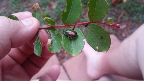 Japanese beetles are voracious. This lone beetle emits pheromones that attract other beetles and they do the same. Before long, the plant or tree is covered with beetles. (Courtesy of Gary McCool)