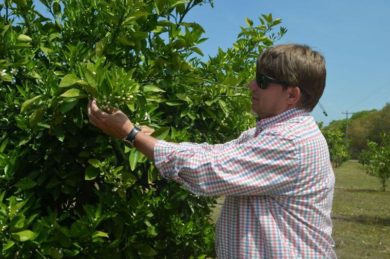 Lee County farmer Justin Jones shows off the first blossoms on his navel orange trees on the first day of spring. (Photo Courtesy of Lucille Lannigan)