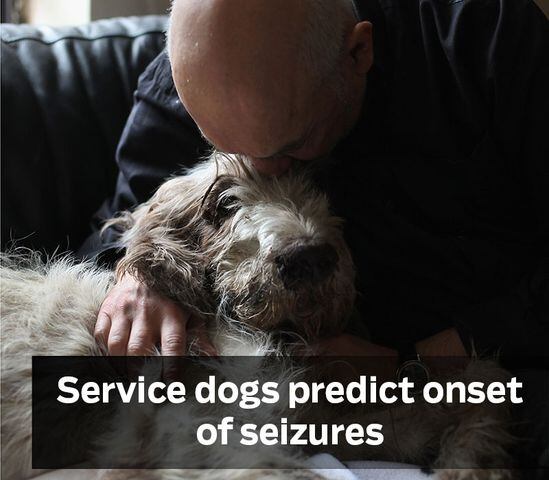 Service dogs predict seizures