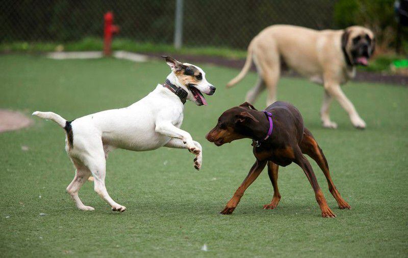 A dog park is among the new additions to Sweetwater Park, 2447 Clay Road, Austell. AJC file photo