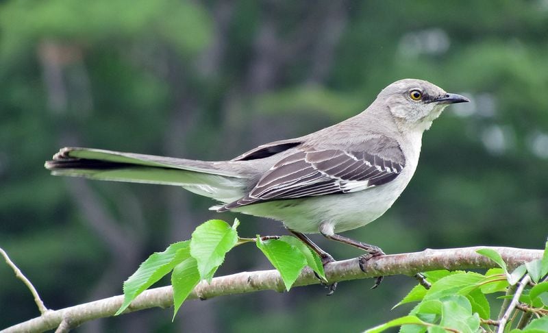 The mockingbird is most famous for its ability to imitate the songs and calls of other birds. Backyard birders will see this songsmith nesting during late May and early June. CONTRIBUTED BY CAPTAIN-TUCKER / CREATIVE COMMONS