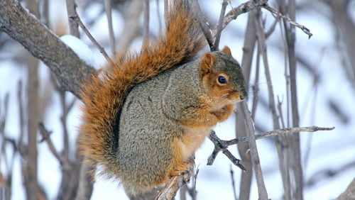 The Eastern fox squirrel (shown here) is one of Georgia's four native squirrel species. The fox squirrel is the largest of the four, nearly twice the size of the Eastern gray squirrel. (Courtesy of Gary Eslinger/USFWS/Creative Commons)