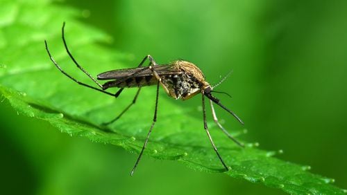 The rising number of insects is more than just an inconvenience. As bug bites increase, so does the possibility of contracting insect-borne diseases such as West Nile virus, Lyme disease and encephalitis, making the need for insect protection even more important.