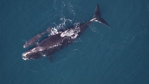 This photo is of a North Atlantic right whale mother and newborn calf 24 miles off Georgia’s coast in December 2013. During this winter’s right whale calving season off the coasts of Georgia and North Florida, biologists spotted zero mother-calf pairs, raising concern that the species may be sliding towards extinction. (Photo: Sea to Shore Alliance/ NOAA permit #15488)