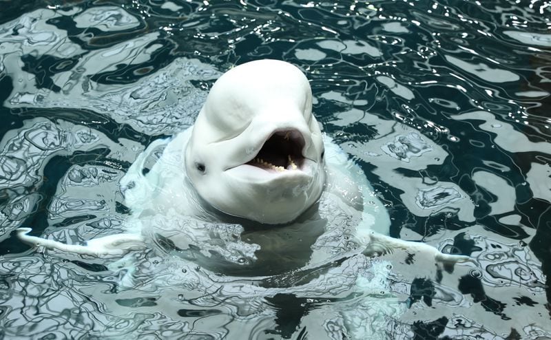 Imaq, a 2,000-pound male beluga, arrived at Georgia Aquarium last week.