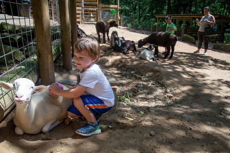Grayson Swope brushes a sheep at the Yellow River Animal Sanctuary in Lilburn Friday, June 12, 2020.  STEVE SCHAEFER FOR THE ATLANTA JOURNAL-CONSTITUTION