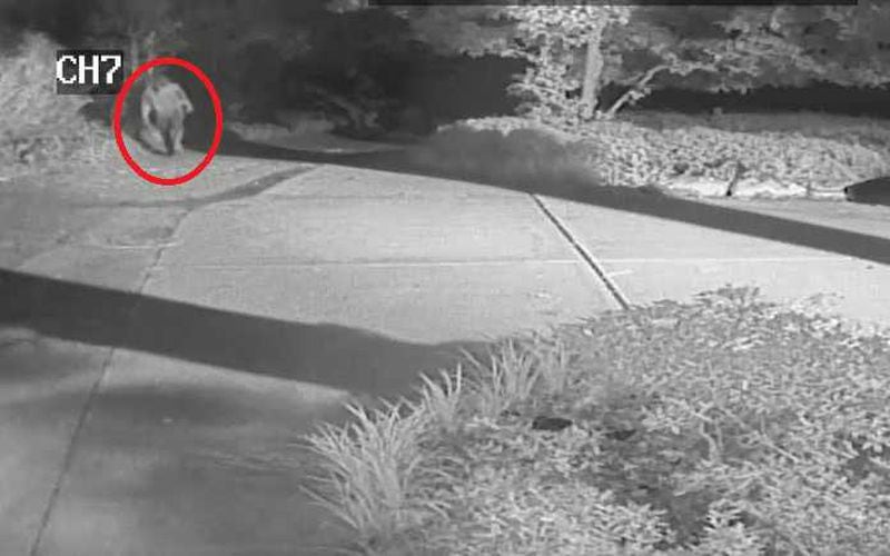Surveillance video from Thomasson’s home shows the suspect. The video was released by Sandy Springs police on Monday. The AJC has added a red circle to make it easier for readers to identify the suspect.