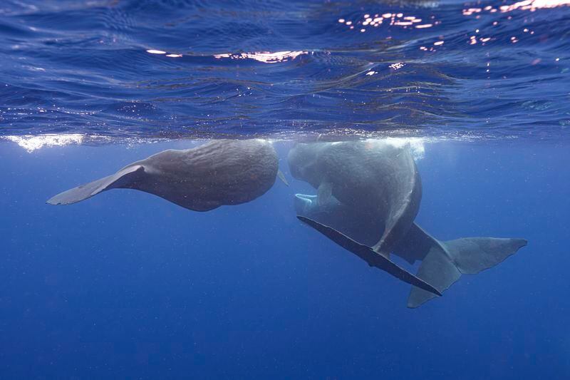 Sperm whales swim together off the coast of Dominica in March 2024. In a study published Tuesday, May 7, in the journal Nature Communications, scientists studying the sperm whales that live around the Caribbean island have described for the first time the basic elements of how they might be talking to each other, in an effort that could one day help us to better protect them. (Samuel Lam via AP)