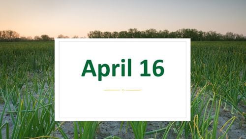 The Georgia Department and Agriculture and Vidalia Onion Committee have set April 16, 2020 as the official pack date for Vidalia onions. COURTESY OF THE VIDALIA ONION COMMITTEE